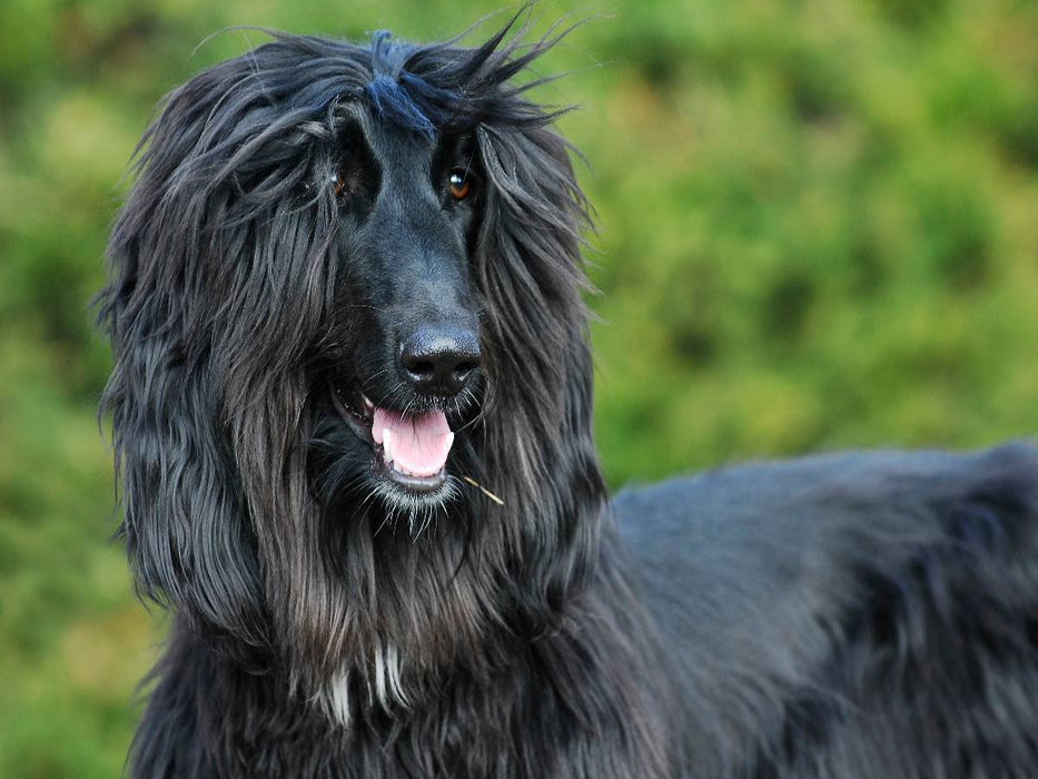Afghanischer Windhund - schwarzer Jungrüde - CALVENDO Foto-Puzzle'