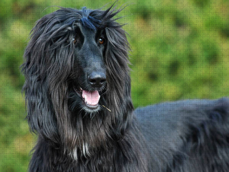 Afghanischer Windhund - schwarzer Jungrüde - CALVENDO Foto-Puzzle'