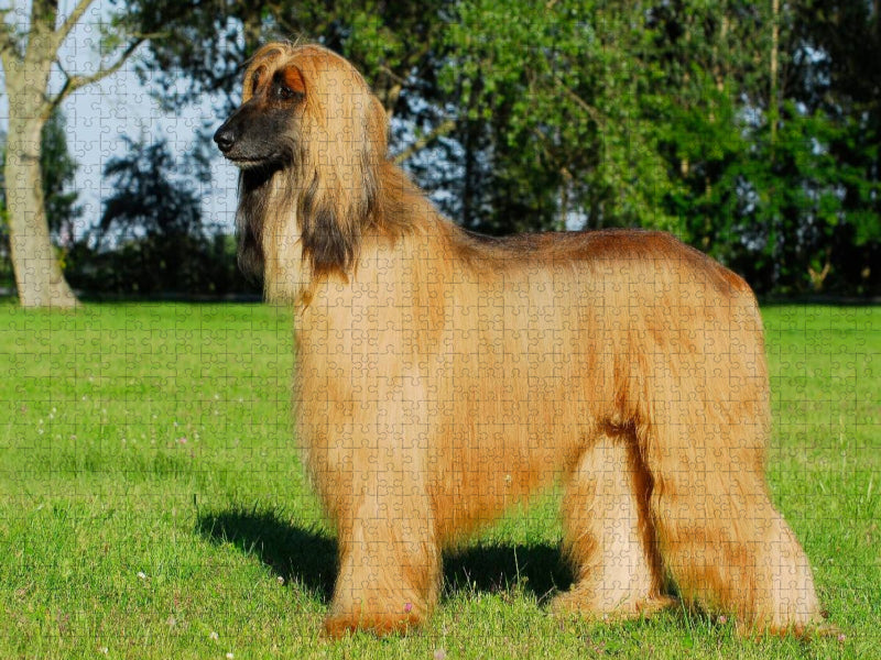Afghanischer Windhund in voller Pracht - CALVENDO Foto-Puzzle'