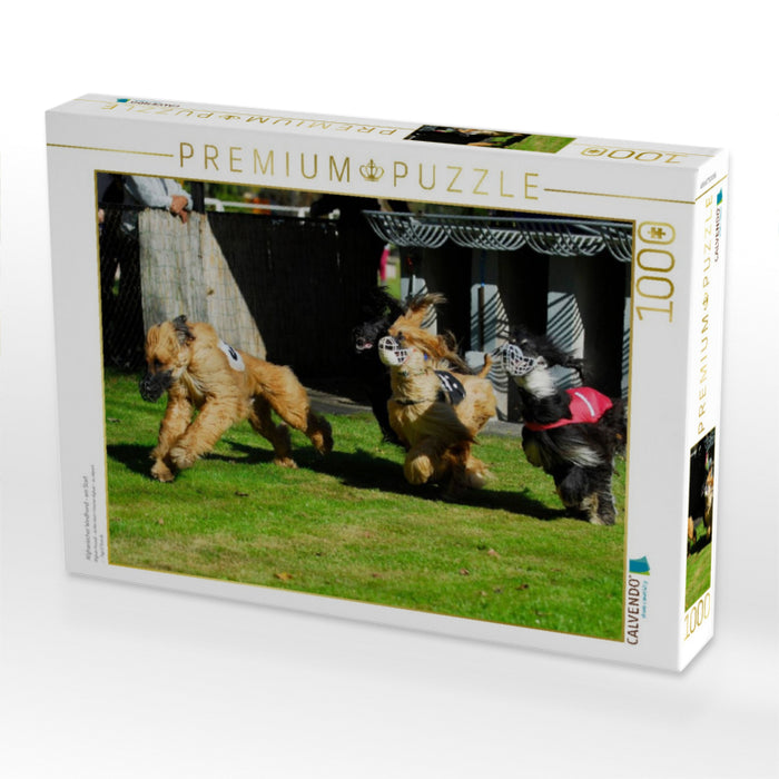 Afghanischer Windhund - am Start - CALVENDO Foto-Puzzle'