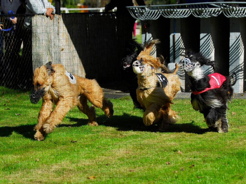 Afghanischer Windhund - am Start - CALVENDO Foto-Puzzle'