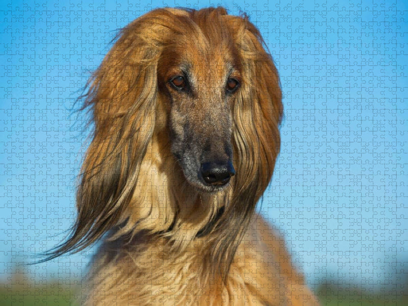 Afghanischer Windhund - Porträt - CALVENDO Foto-Puzzle'