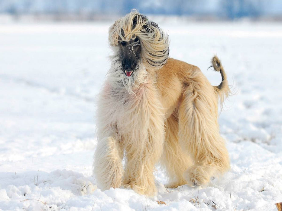 Afghanischer Windhund - Anmutige Schönheit - CALVENDO Foto-Puzzle'