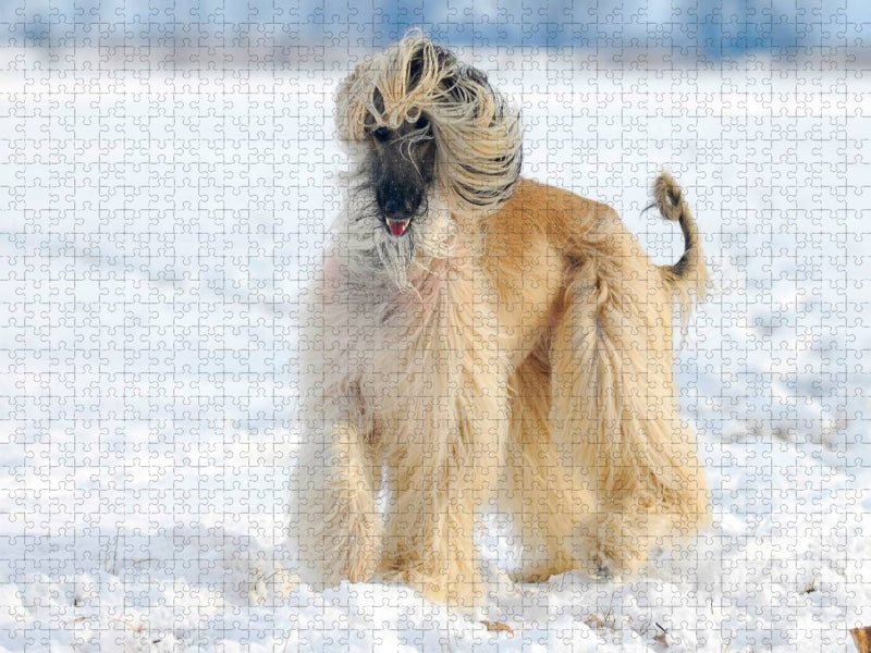 Afghanischer Windhund - Anmutige Schönheit - CALVENDO Foto-Puzzle'