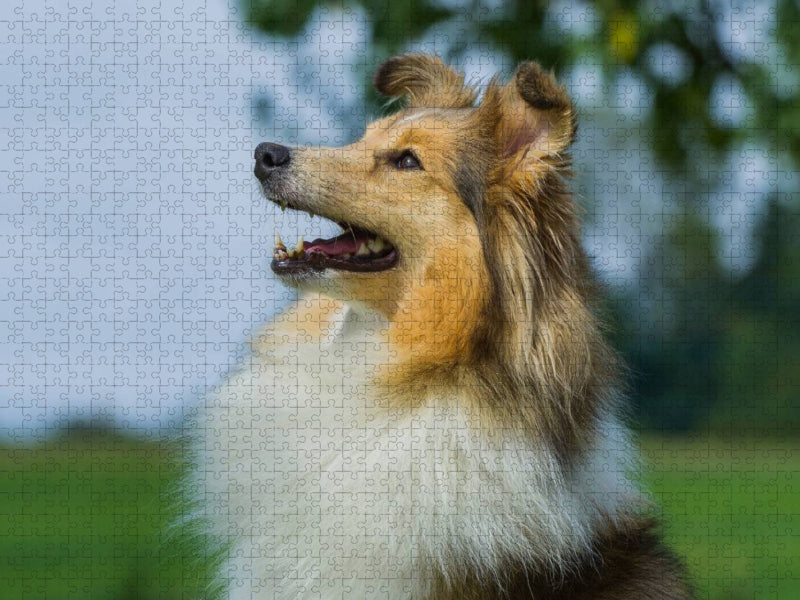 Sheltie - Ein hübsches Mädchen - CALVENDO Foto-Puzzle'