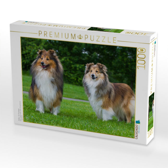 Sheltie - Ein Traumpaar - CALVENDO Foto-Puzzle'