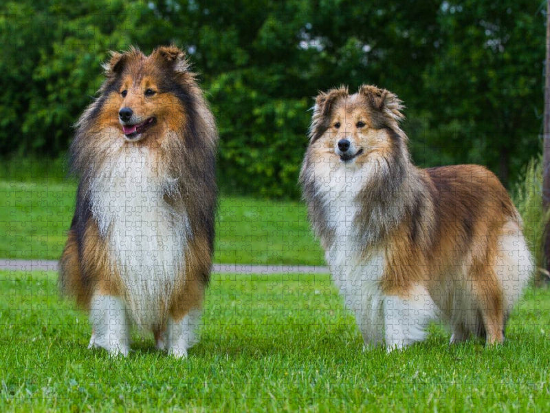 Sheltie - Ein Traumpaar - CALVENDO Foto-Puzzle'
