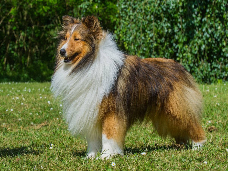 Sheltie - ein Traum von einem Rüden - CALVENDO Foto-Puzzle'
