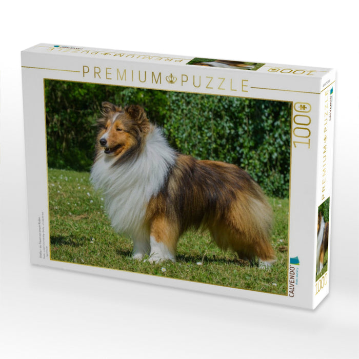 Sheltie - ein Traum von einem Rüden - CALVENDO Foto-Puzzle'