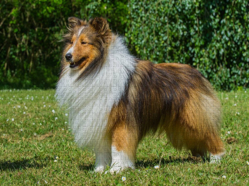 Sheltie - ein Traum von einem Rüden - CALVENDO Foto-Puzzle'