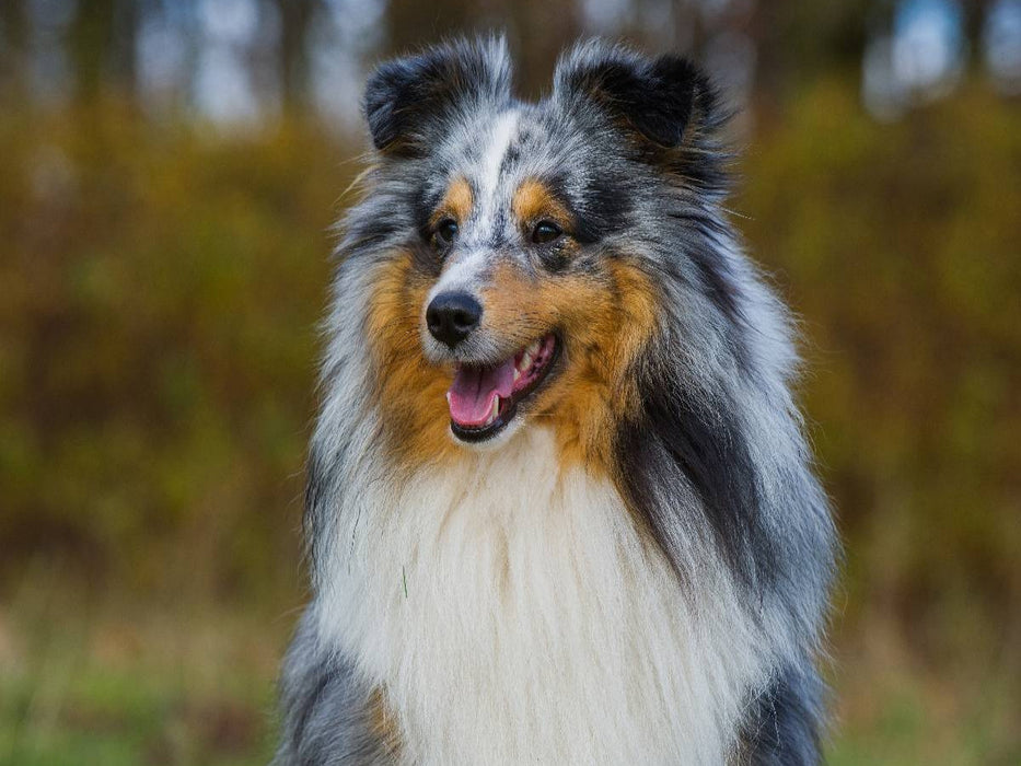 Sheltie - Unwiderstehlich - CALVENDO Foto-Puzzle'