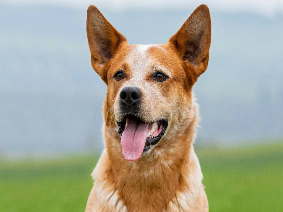 Australian Cattle Dog Porträt - CALVENDO Foto-Puzzle'