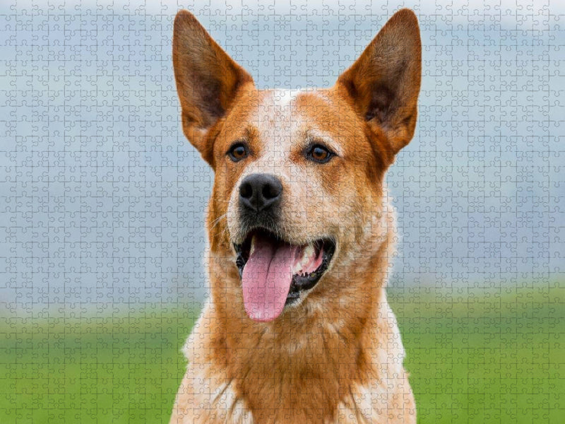 Australian Cattle Dog Porträt - CALVENDO Foto-Puzzle'