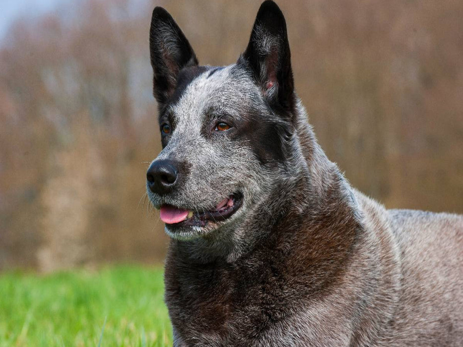 Australian Cattle Dog - Porträt eines imposanten Rüden - CALVENDO Foto-Puzzle'