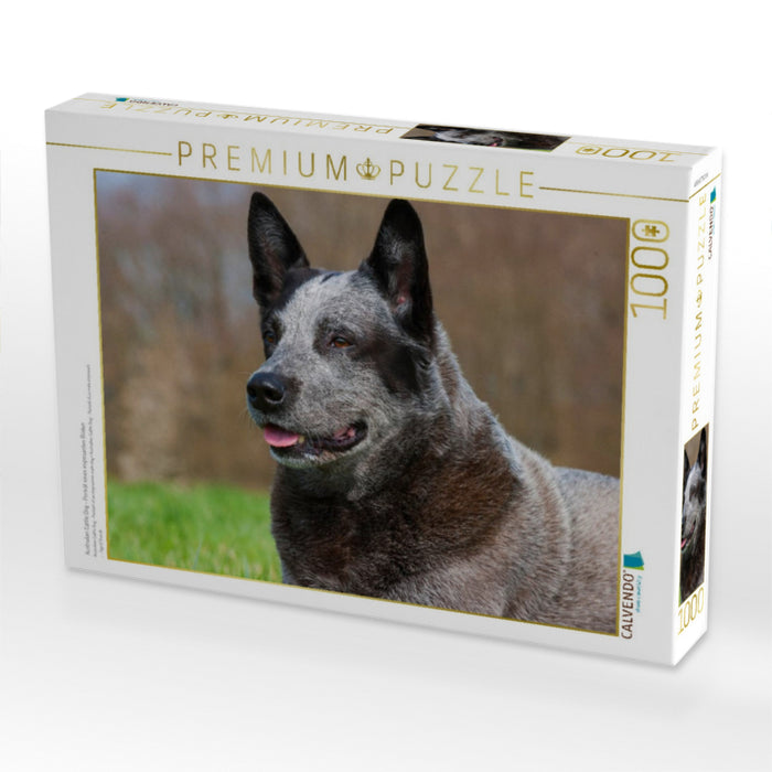 Australian Cattle Dog - Porträt eines imposanten Rüden - CALVENDO Foto-Puzzle'