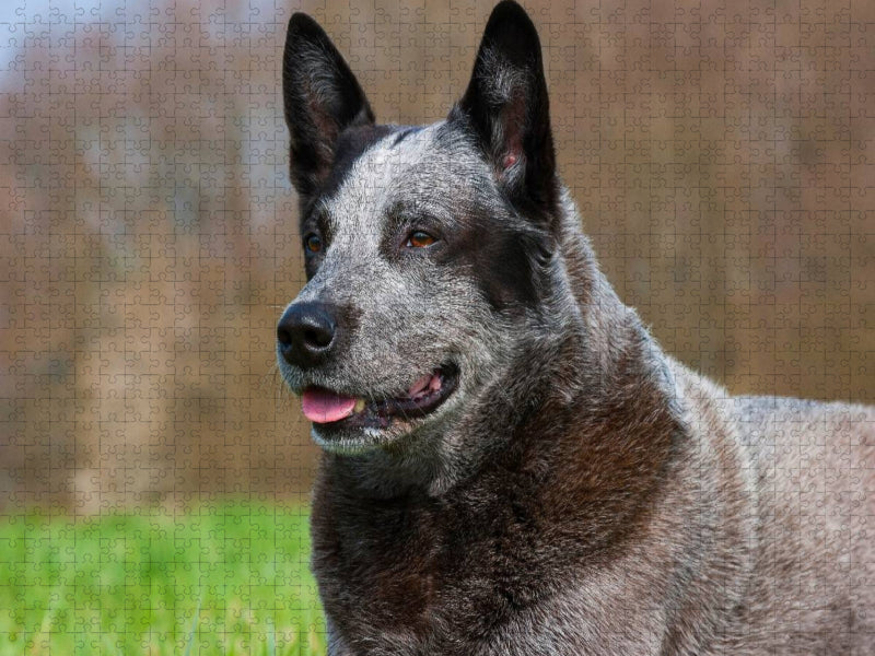 Australian Cattle Dog - Porträt eines imposanten Rüden - CALVENDO Foto-Puzzle'