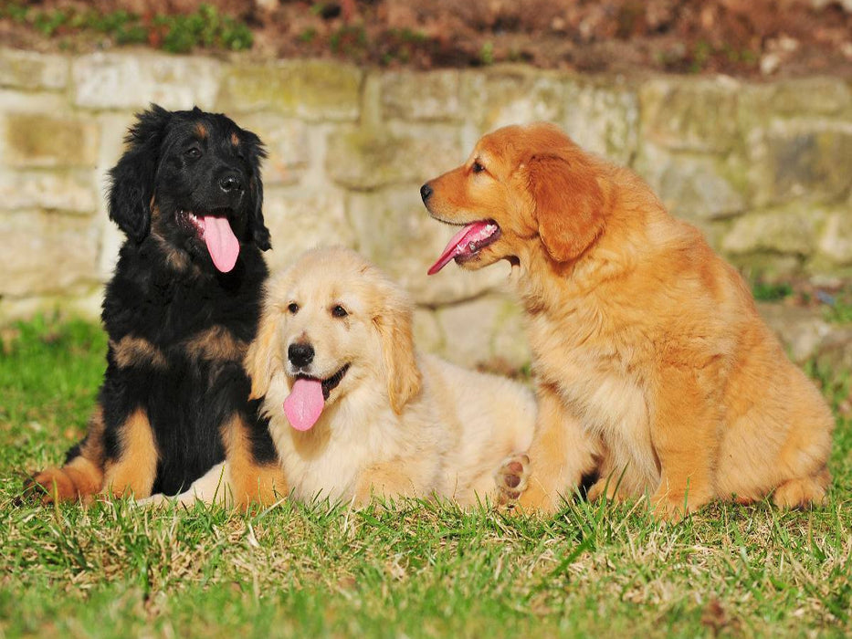 Hovawart - Welpen - CALVENDO Foto-Puzzle'