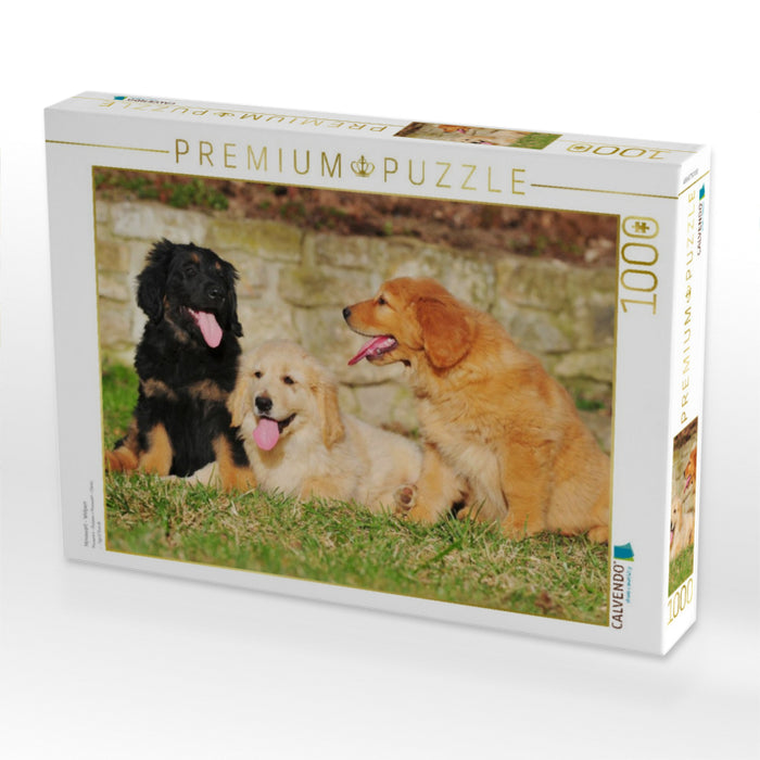 Hovawart - Welpen - CALVENDO Foto-Puzzle'