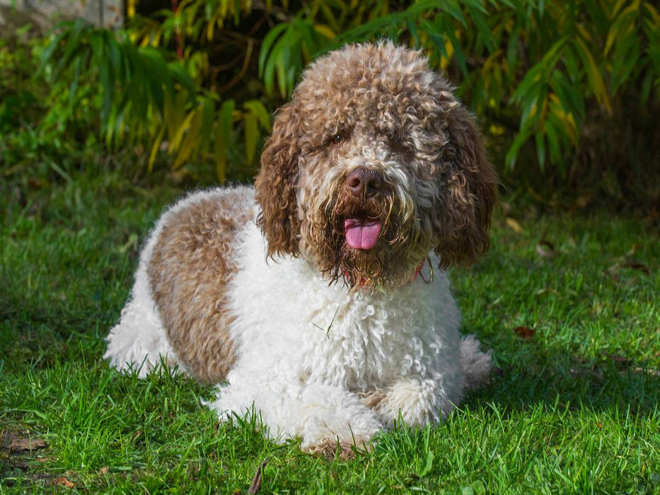 Lagotto Romagnolo - Italienischer Trüffelhund Rüde - CALVENDO Foto-Puzzle'