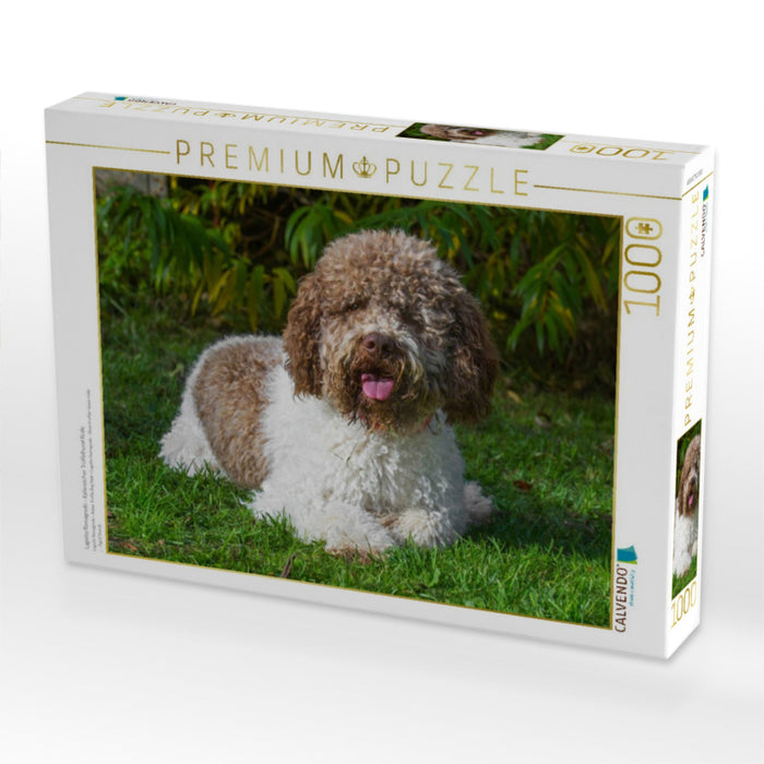 Lagotto Romagnolo - Italienischer Trüffelhund Rüde - CALVENDO Foto-Puzzle'