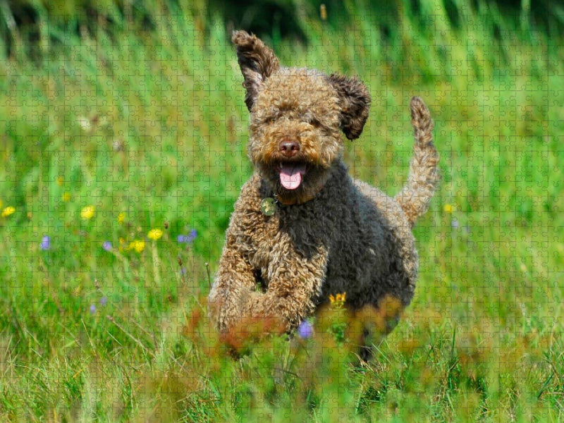 Lagotto Romagnolo - Italienischer Trüffelhund - Spaß auf der Wiese - CALVENDO Foto-Puzzle'