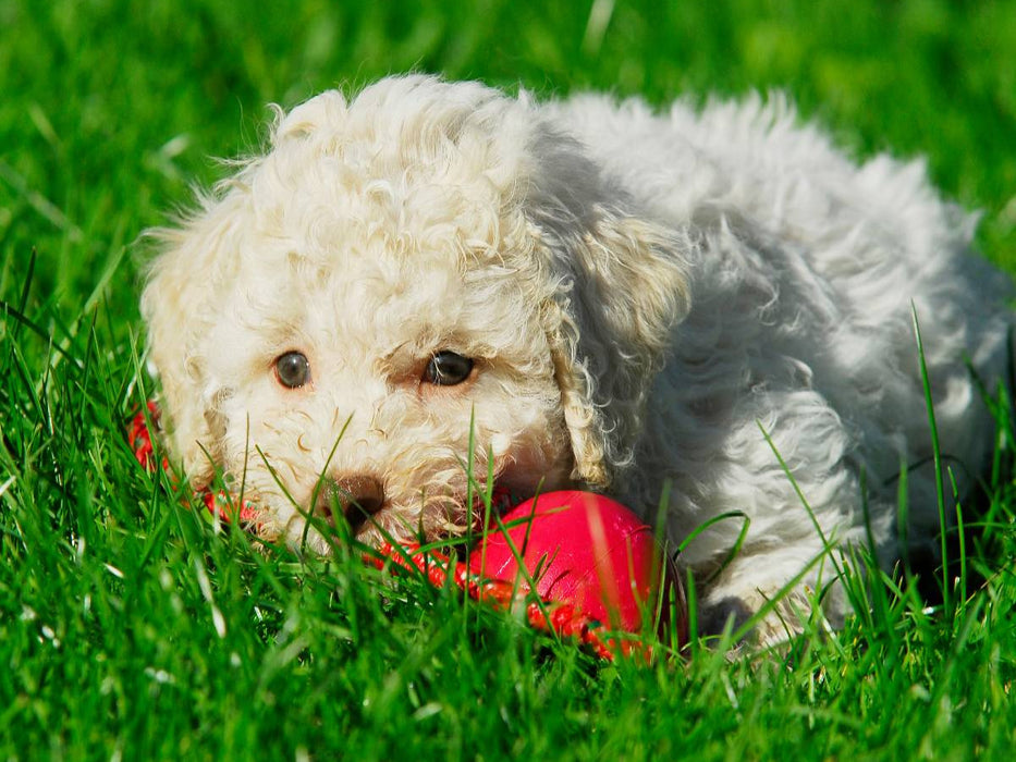 Lagotto Romagnolo - Italienischer Trüffelhund - Spiel macht kleine Welpen müde - CALVENDO Foto-Puzzle'