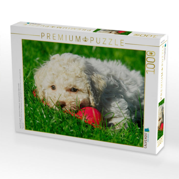 Lagotto Romagnolo - Italienischer Trüffelhund - Spiel macht kleine Welpen müde - CALVENDO Foto-Puzzle'