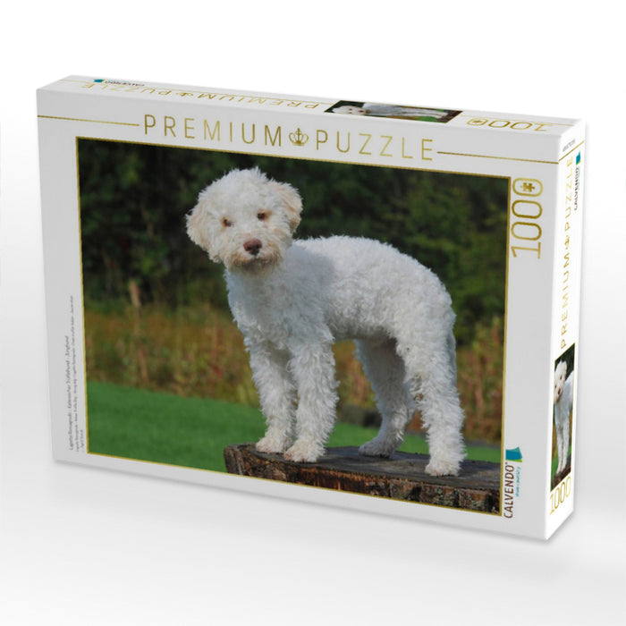 Lagotto Romagnolo - Italienischer Trüffelhund - Junghund - CALVENDO Foto-Puzzle'