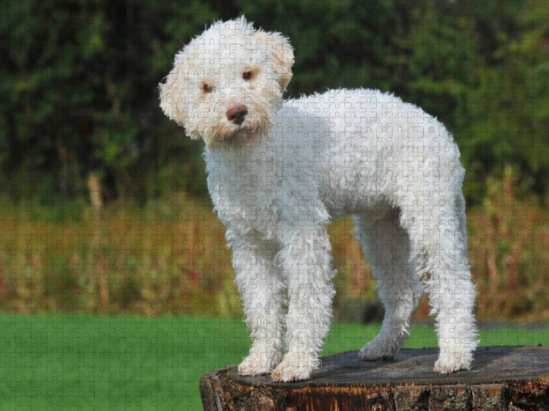 Lagotto Romagnolo - Italienischer Trüffelhund - Junghund - CALVENDO Foto-Puzzle'