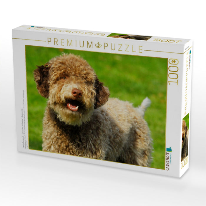 Lagotto Romagnolo - Italienischer Trüffelhund - Rüdenporträt - CALVENDO Foto-Puzzle'