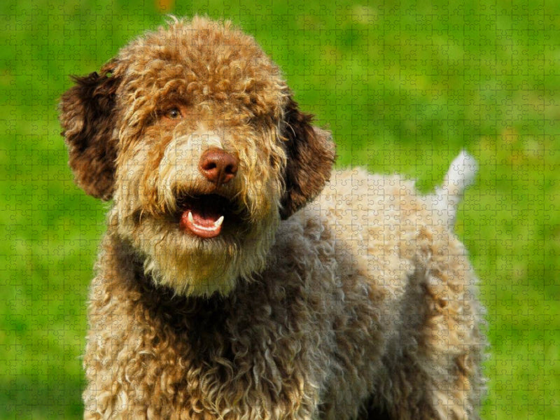 Lagotto Romagnolo - Italienischer Trüffelhund - Rüdenporträt - CALVENDO Foto-Puzzle'