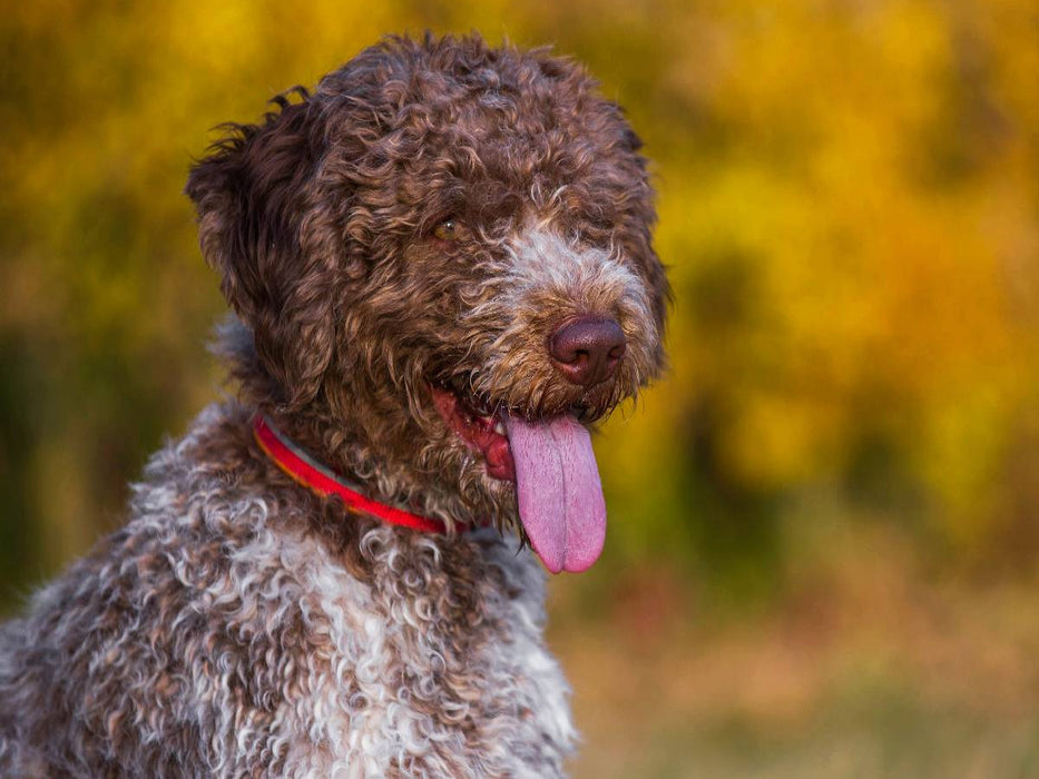 Lagotto Romagnolo - Italienischer Trüffelhund im Herbst - CALVENDO Foto-Puzzle'