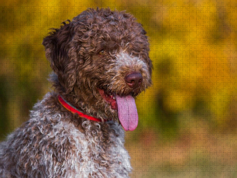 Lagotto Romagnolo - Italienischer Trüffelhund im Herbst - CALVENDO Foto-Puzzle'