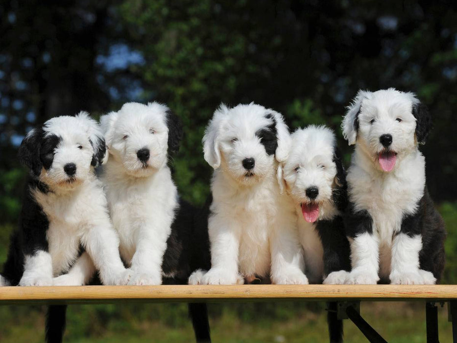 Traumhund Bobtail - eine entzückende kleine Rasselbande - CALVENDO Foto-Puzzle'