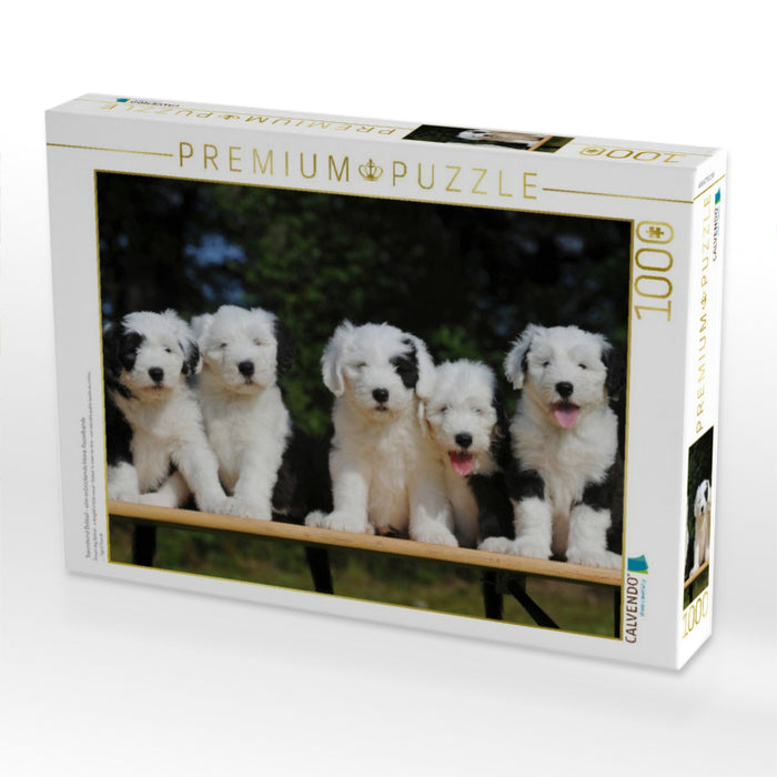 Traumhund Bobtail - eine entzückende kleine Rasselbande - CALVENDO Foto-Puzzle'