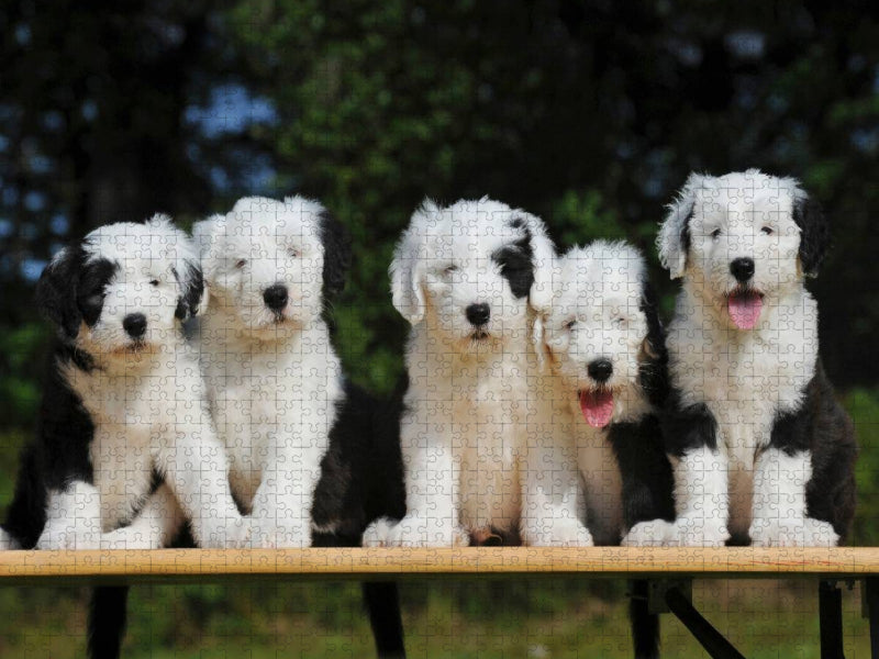 Traumhund Bobtail - eine entzückende kleine Rasselbande - CALVENDO Foto-Puzzle'
