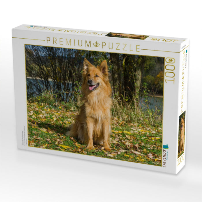 Harzer Fuchs im Herbst - CALVENDO Foto-Puzzle'