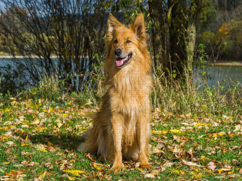 Harzer Fuchs im Herbst - CALVENDO Foto-Puzzle'