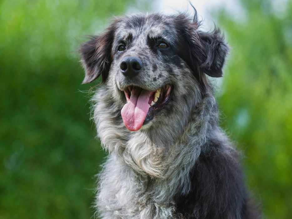Tiger - ein Altdeutscher Hütehund - CALVENDO Foto-Puzzle'