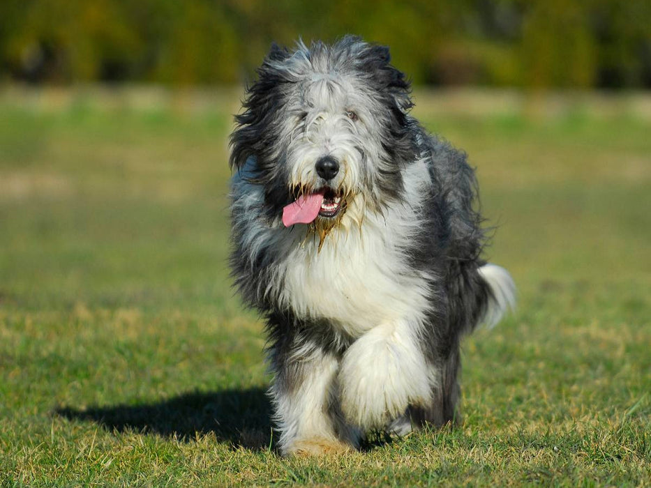 Bearded Collie - Jungrüde - CALVENDO Foto-Puzzle'