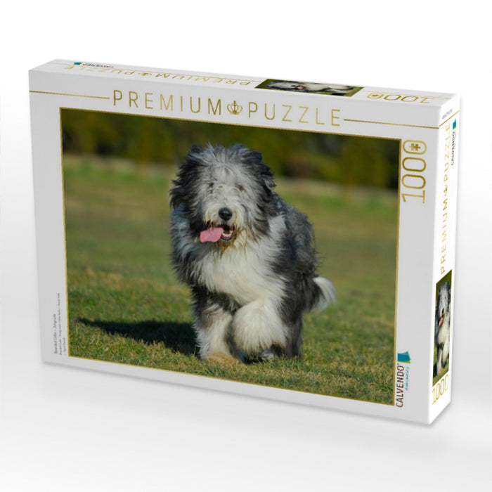 Bearded Collie - Jungrüde - CALVENDO Foto-Puzzle'