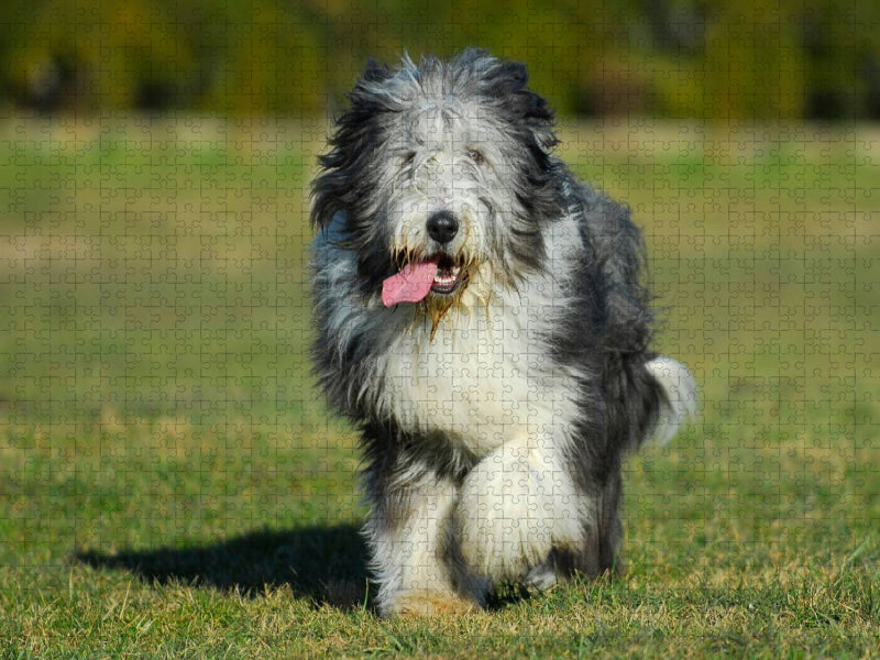 Bearded Collie - Jungrüde - CALVENDO Foto-Puzzle'