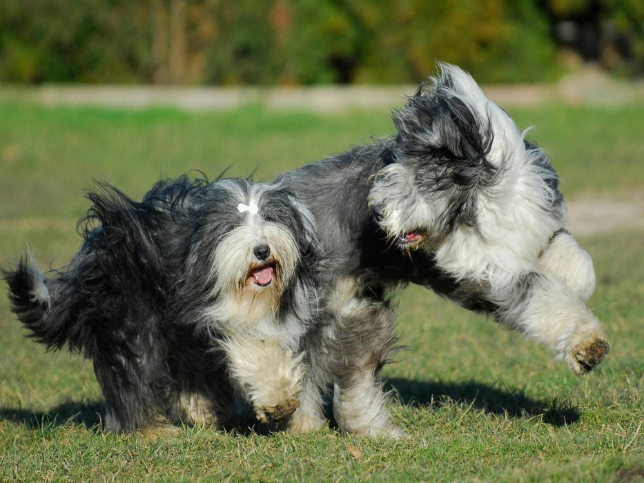 Bearded Collies beim Spiel - CALVENDO Foto-Puzzle'