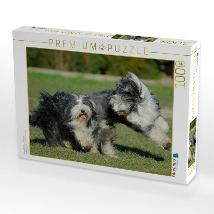 Bearded Collies beim Spiel - CALVENDO Foto-Puzzle'