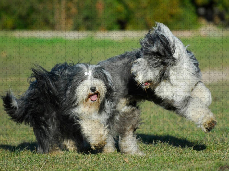 Bearded Collies beim Spiel - CALVENDO Foto-Puzzle'
