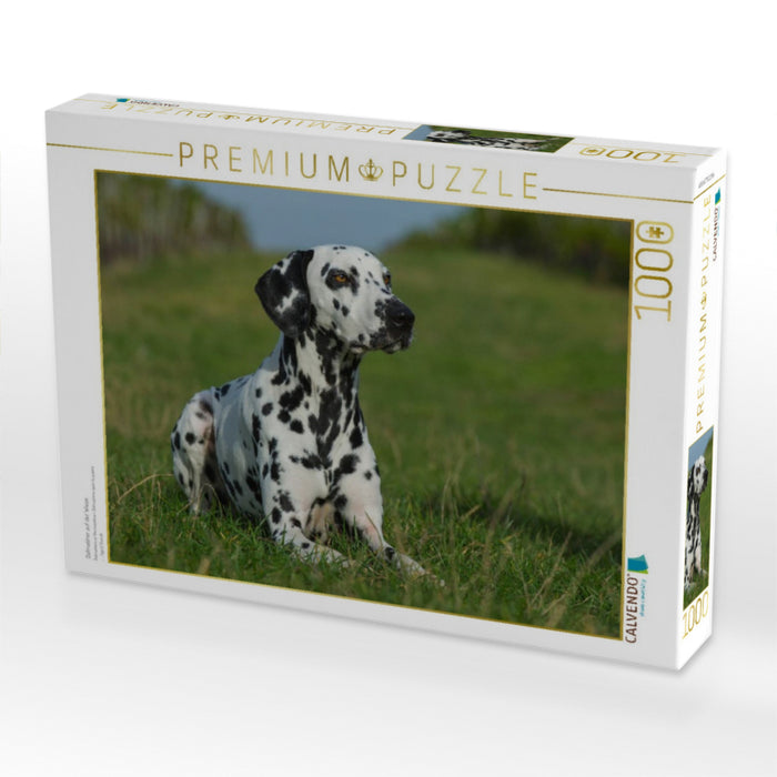 Dalmatiner auf der Wiese - CALVENDO Foto-Puzzle'