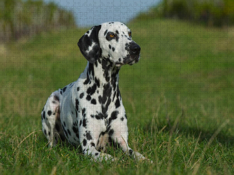Dalmatiner auf der Wiese - CALVENDO Foto-Puzzle'