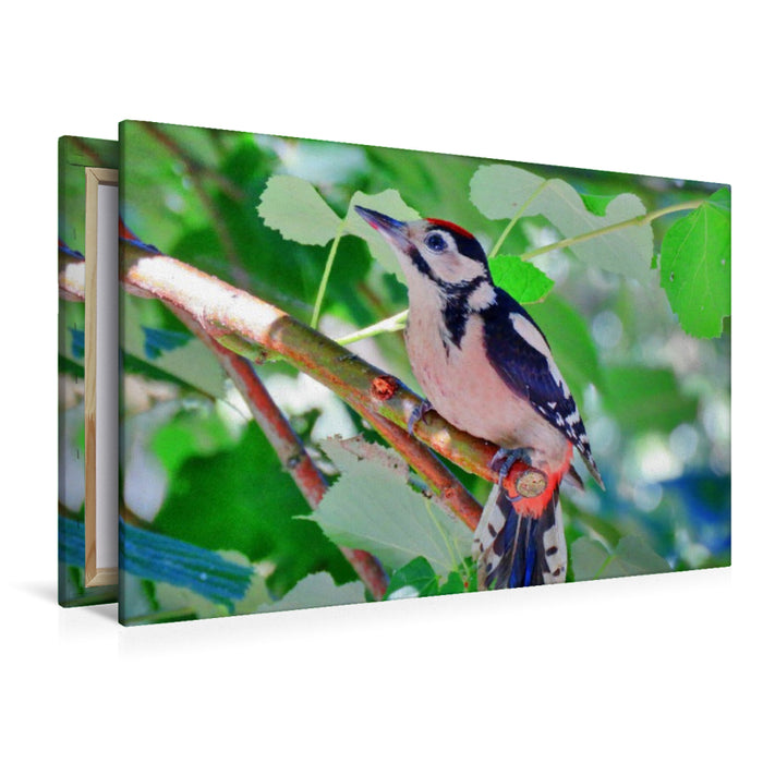 Premium Textil-Leinwand Junger Buntspecht