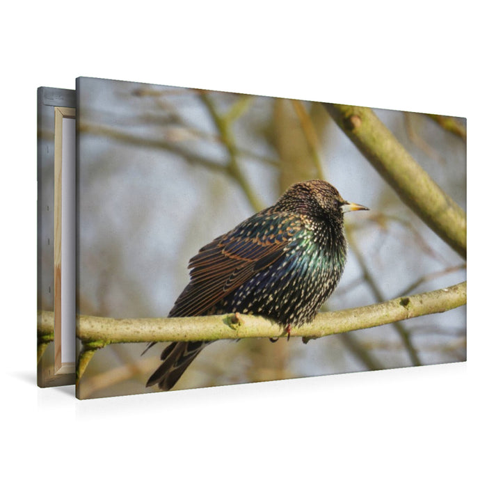 Premium Textil-Leinwand Der Star