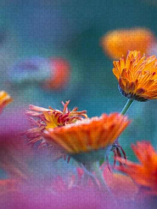 Ringelblumen - CALVENDO Foto-Puzzle'